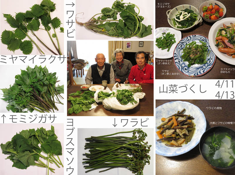 photo：ミヤマイラクサ、ヨブスマソウ、蕨などの山菜