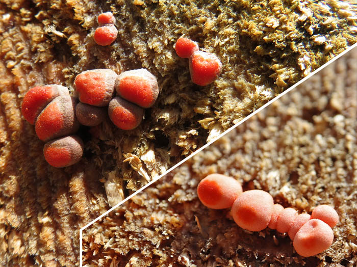 photo：粘菌マメホコリ：地附山