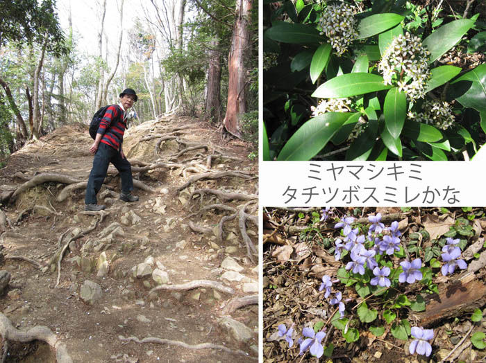 photo：稲荷山コースを登る：高尾山