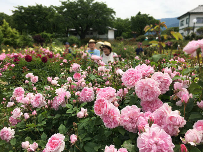 バラ祭り：中野市一本木公園
