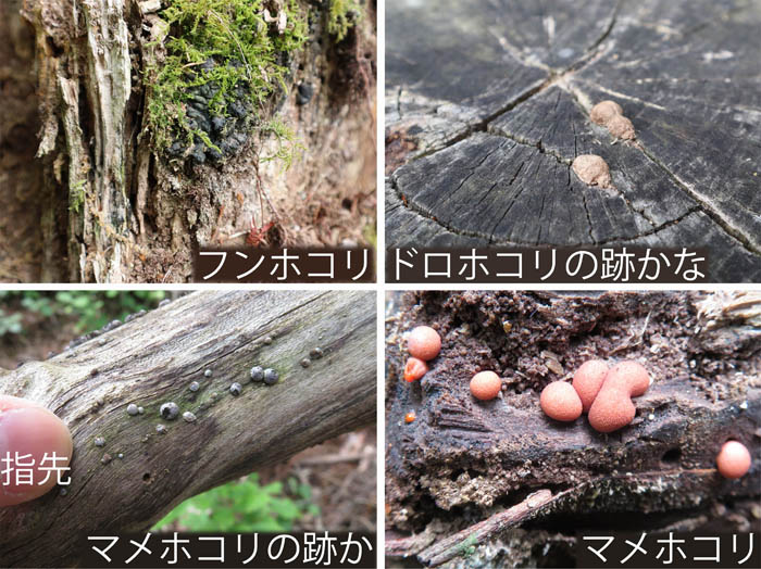 photo：粘菌の動きが出てきた：葛山