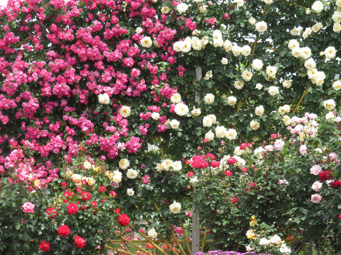 photo：薔薇の壁：一本木公園
