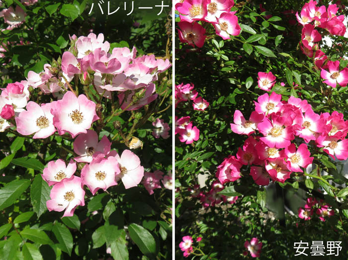 photo：我が家の庭のバラ