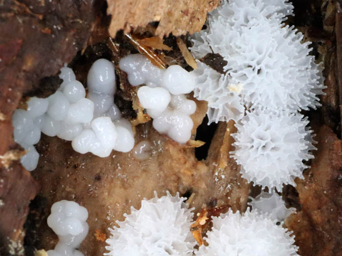 photo：粘菌タマツノホコリ：地附山
