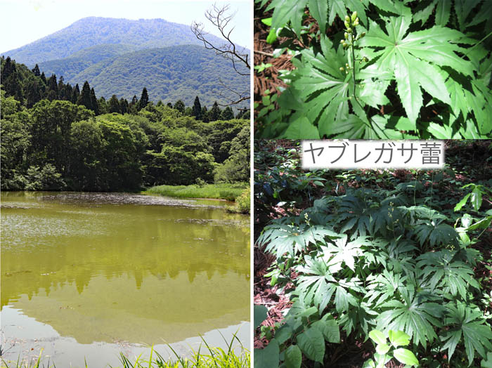 photo：御鹿池と黒姫山
