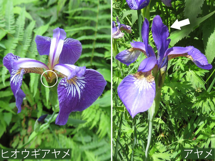 photo：ヒオウギアヤメとアヤメの内花被片：戸隠森林植物園