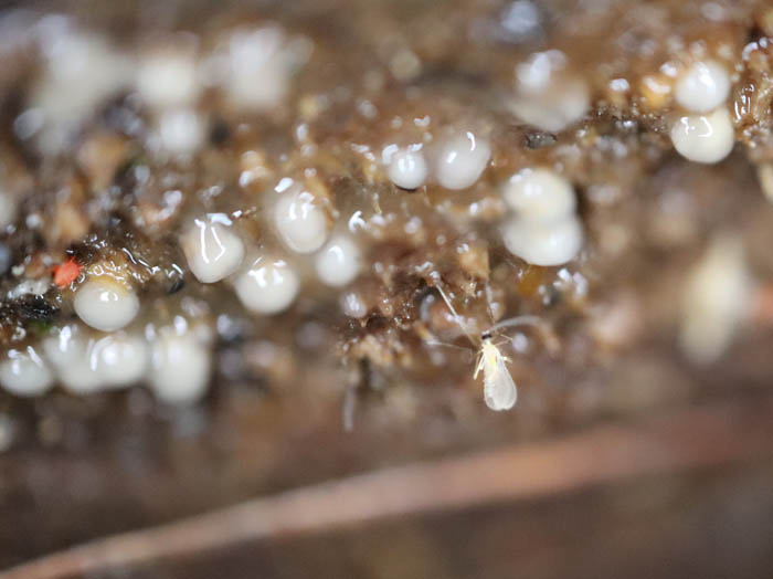 photo：粘菌（変形体）を食べる虫：地附山