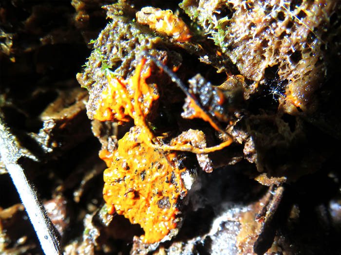 photo：変形中の粘菌ススホコリか：地附山