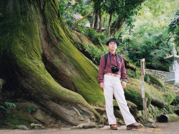photo：大きな蛇木杉：石老山