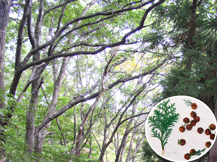 photo：森の中を歩く（檜の落果）：石老山