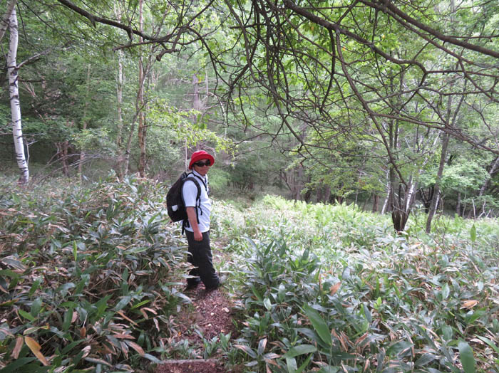 photo：深い森の中を下る：八子ケ峰
