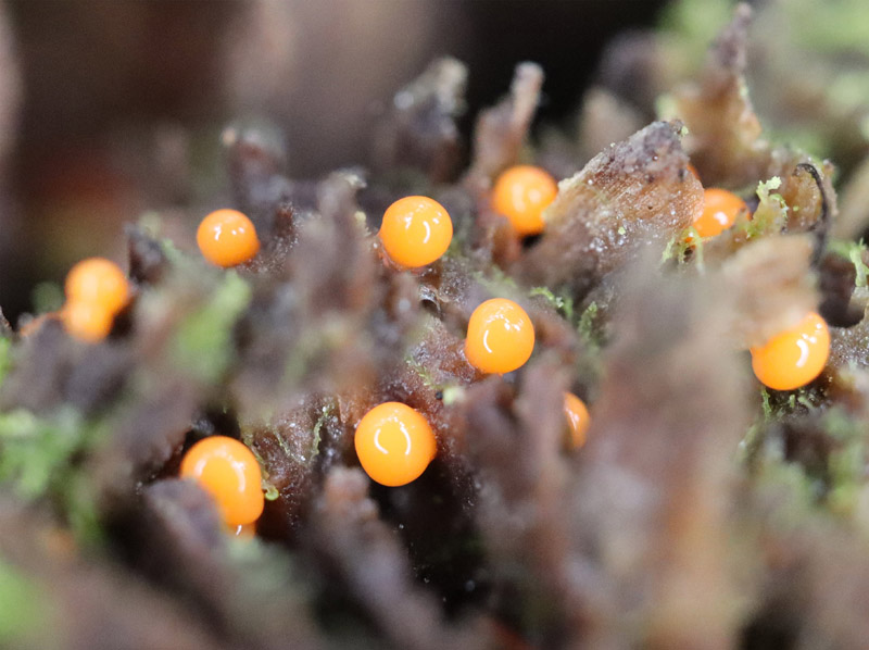photo：美しい粘菌ホソエノヌカホコリか：地附山