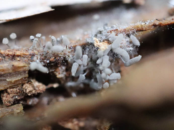 photo：キツネノチャブクロ幼菌：地附山