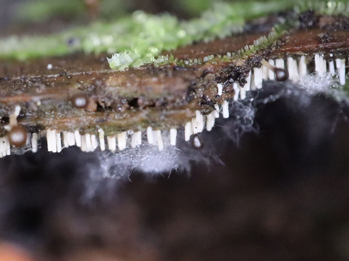 photo：粘菌と・・・？　蕾：地附山