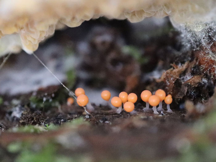 photo：粘菌ホソエノヌカホコリか：地附山
