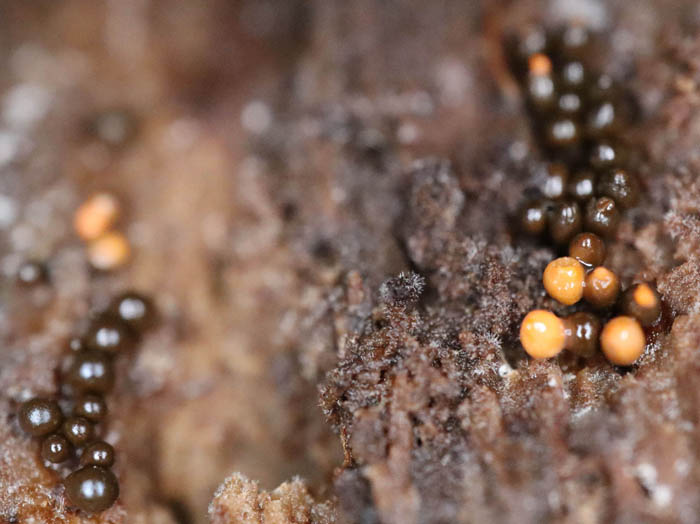 photo：粘菌ヌカホコリかな：葛山