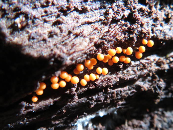photo：粘菌ヌカホコリかな：葛山