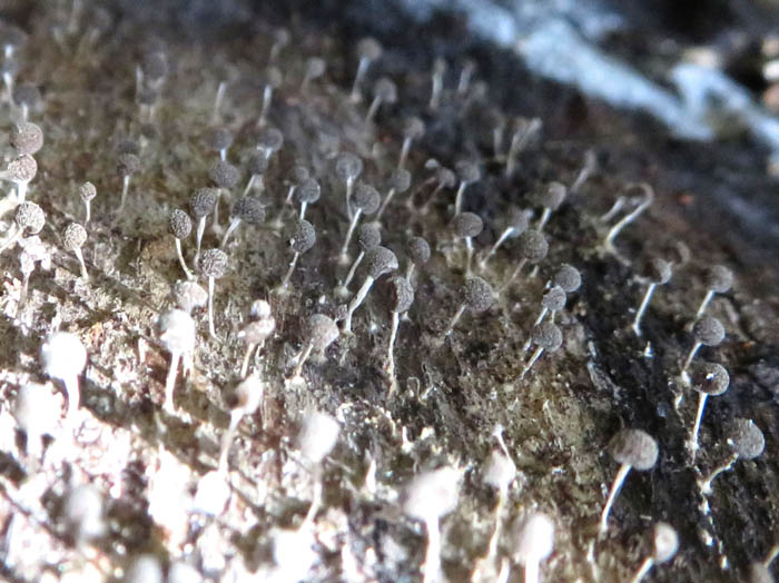 photo：変形菌：シロジクモジホコリ：カヤの平