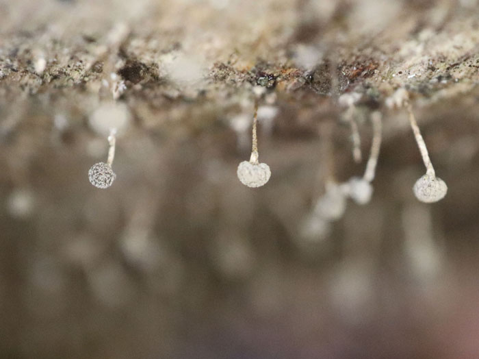 photo：変形菌：シロジクモジホコリ：カヤの平