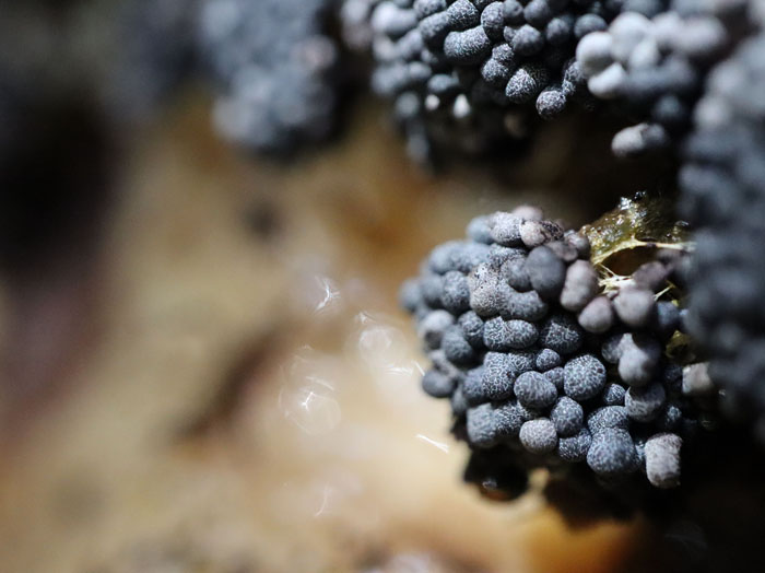 photo：変形菌：ブドウフウセンホコリ：カヤの平