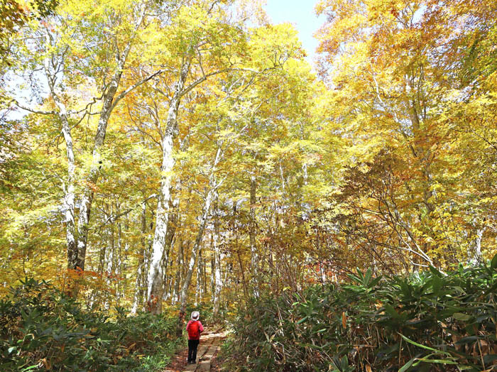 photo：黄金色の森に入っていく：カヤの平