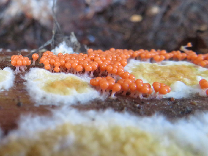 photo：粘菌ヌカホコリか：地附山