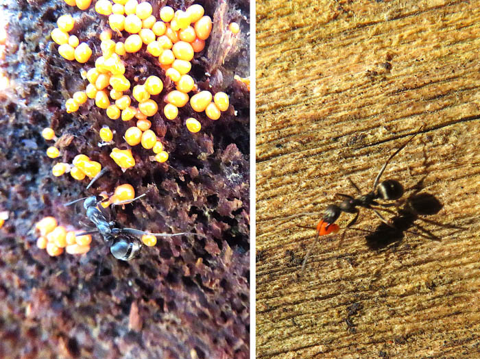 photo：粘菌を引っ張るアリと運ぶアリ：地附山