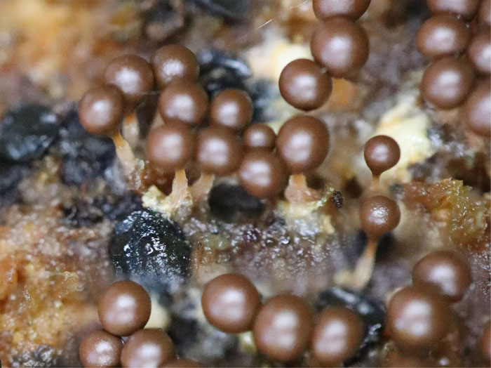 photo：粘菌ヌカホコリの仲間：地附山