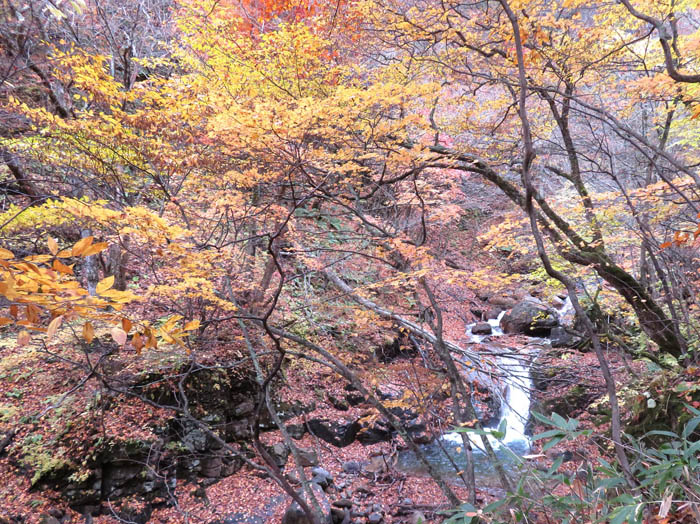 photo：紅葉の下に滝が続く：米子大瀑布