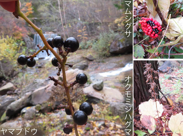 photo：森の冬支度,ヤマブドウ,マムシグサ,オクモミジハグマ：米子大瀑布