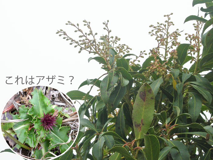photo：タブノキ花芽か：二ノ塔・三ノ塔