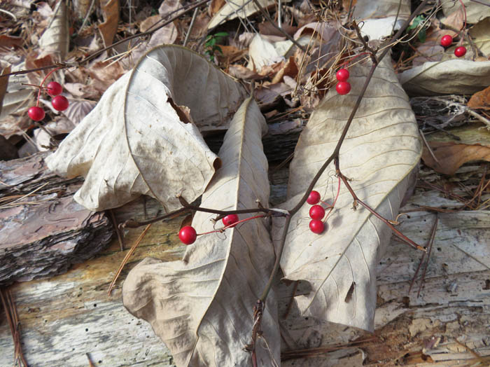 photo：ホオノキの葉とサルトリイバラ実：地附山