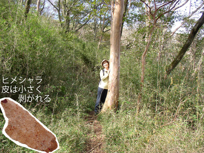 photo：ヒメシャラの大きな木：屏風山