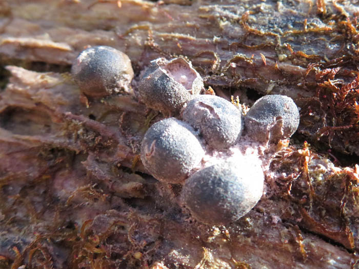 photo：胞子を飛ばす粘菌マメホコリ：地附山