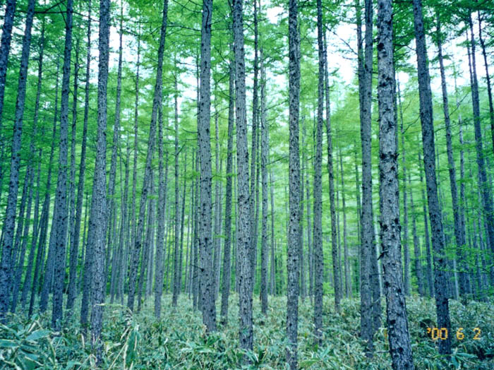 photo：カラマツの森：男体山