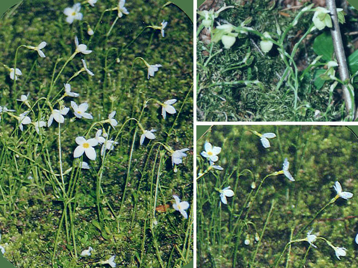 photo：森の中に咲く白い小さな花：男体山