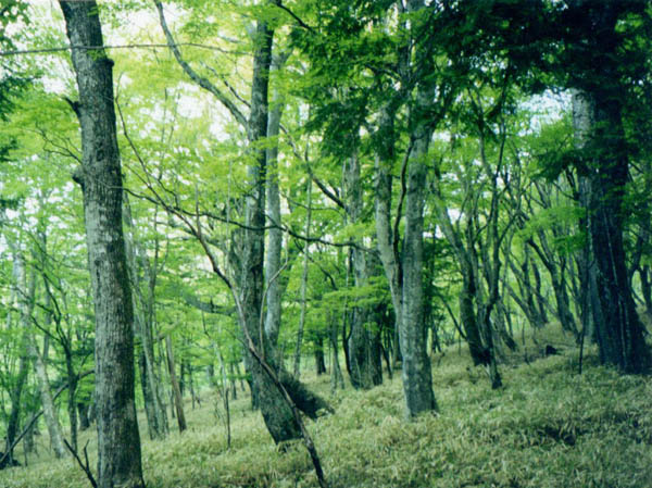 photo：登り始めの森：男体山