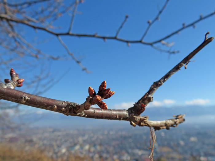 photo：桜の冬芽も膨らんでいる：地附山