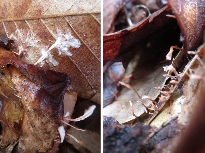 photo：落ち葉に菌糸：地附山