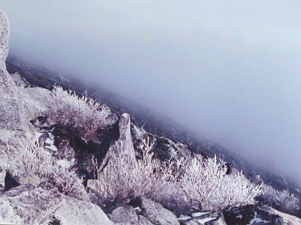 photo：霧の中に霧氷が輝く：金峰山