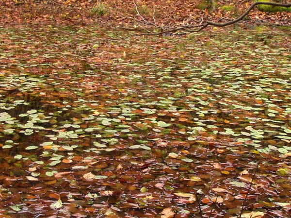 写真・枯葉で染まった池