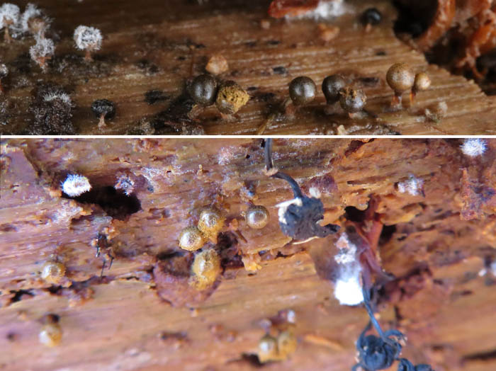photo：粘菌　エツキケホコリ：髻山泥の木古墳