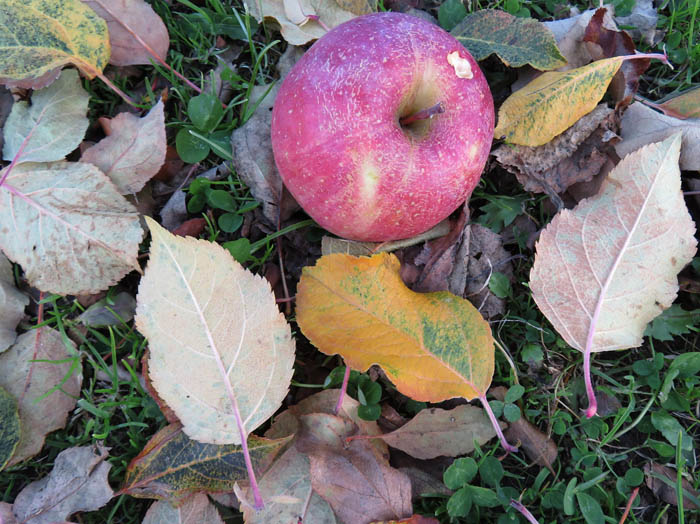 photo：リンゴの落果と落葉：髻山泥の木古墳