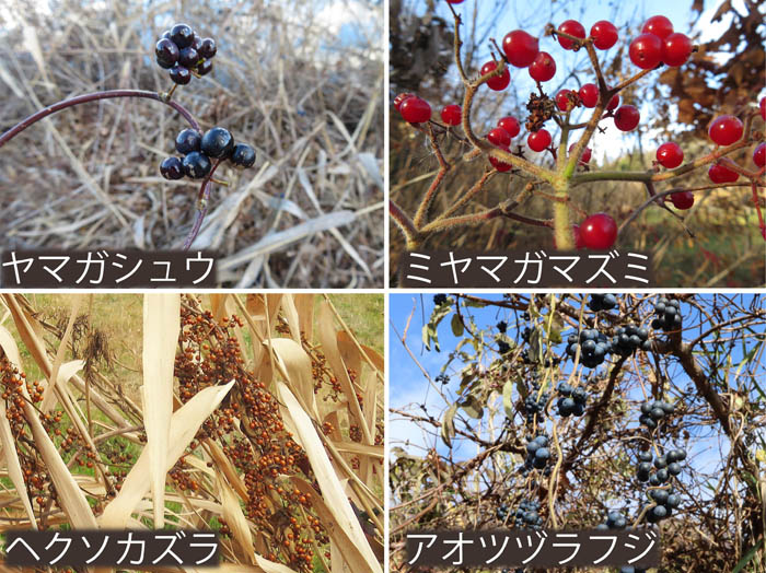 photo：残っている木や草の実,ヤマガシュウ,ミヤマガマズミ,ヘクソカズラ,アオツヅラフジ：髻山泥の木古墳