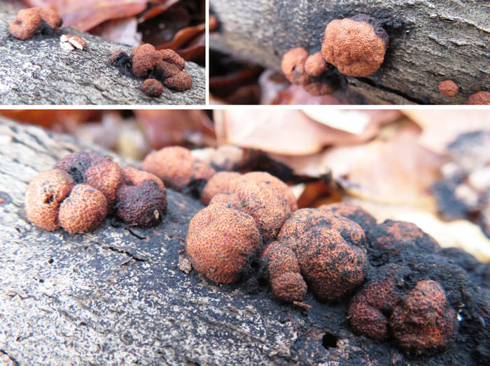 photo：壊れやすい粘菌ジュラドロホコリ：三登山