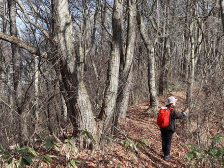 photo：落葉した広葉樹の稜線を行く：三登山
