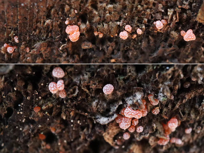 photo：キノコか粘菌か：髻山