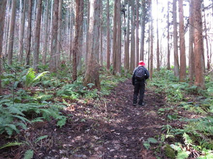 photo：シダが茂った杉林を登る：髻山
