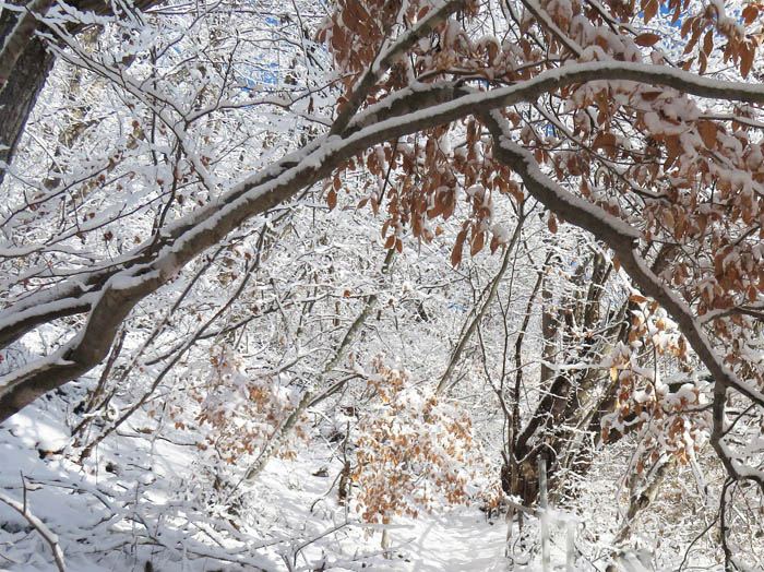 photo：雪を乗せた枝のトンネル：地附山