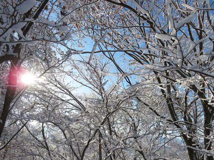 photo：枝を飾る雪：地附山